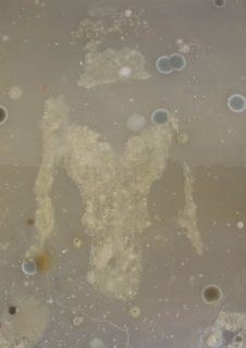 3oversizedpetridishsonjabaeumel.jpgday 10