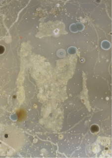 4oversizedpetridishsonjabaeumel.jpgday 12