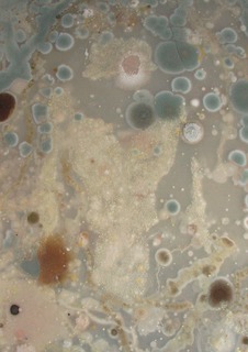 6oversizedpetridishsonjabaeumel.jpgday 18
